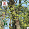 基地批發(fā)風(fēng)景防護(hù)樹(shù)優(yōu)質(zhì)樸樹(shù) 綠化用苗樸樹(shù)苗