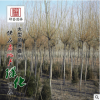 批發(fā)優(yōu)質(zhì)綠化苗木垂柳小苗 青皮垂柳苗 金絲垂柳規(guī)格齊全易成活