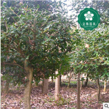 宜昌枸骨胸徑8-10公分鳥不宿貓兒刺老虎刺園林綠化工程苗木批發