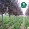 宜昌紅葉李140-160公分紫葉李 櫻桃李 宜昌園林綠化工程苗木批發