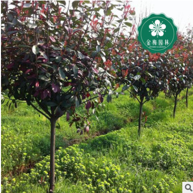 宜昌紅葉石楠160-180公分紅羅賓紅唇強健魯賓斯火艷園林綠化批發