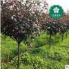宜昌紅葉石楠160-180公分紅羅賓紅唇強健魯賓斯火艷園林綠化批發
