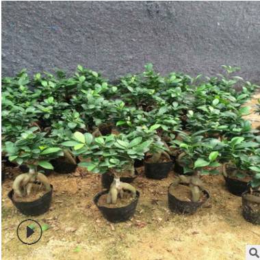 低價出售室內盆栽榕樹 精致榕樹盆景帶瓷盆