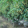 金桂桂花樹苗批發(fā)庭院盆栽花卉金桂花苗園林工程綠化苗木