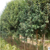 綠化苗木大葉女貞樹(shù)苗 大葉女貞小苗 工程綠化大葉女貞行道樹(shù)