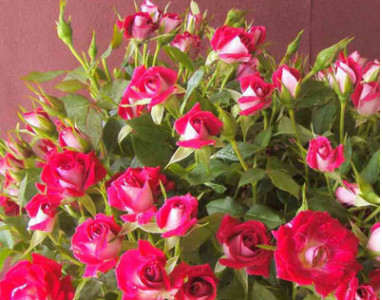 供應優(yōu)質小玫瑰苗 鮮花苗木 可盆栽工程綠化小桃紅玫瑰種苗