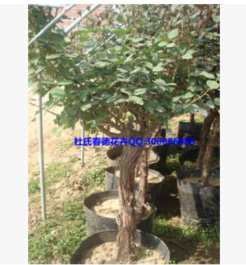 長年供應優(yōu)質8公分月季樹玫瑰樹盆栽綠植花卉盆景量大從優(yōu)