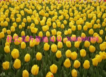 預(yù)定荷蘭進口花卉種球郁金香種球11－12 12+