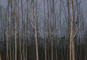 大量植物苗木批發綠化工程，優質速生楊—3公分中潛系列