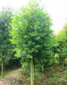 供應(yīng)大葉女貞樹苗楨樹,大葉女貞，高桿女貞四季常青