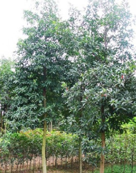 供應(yīng)優(yōu)質(zhì)行道樹綠化杜英