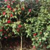 基地大量熱銷優(yōu)質(zhì)茶花苗 茶花樹苗4--10公分 各種規(guī)格 量大從優(yōu)