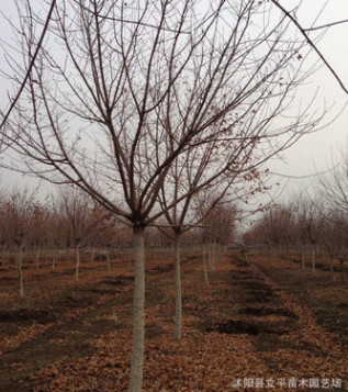 我基地供應喬木類//五角楓 5--10公分 工程綠化苗木 各種規格齊全