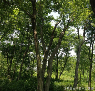 供應綠化工程苗木 櫸樹 大葉櫸樹大樹規格齊全 歡迎選購