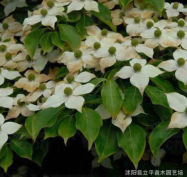 基地熱銷優質四照花苗 四照花樹樹4--8公分 各種規格 量大從優