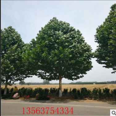 18公分法桐綠化行道樹 8-30公分法桐