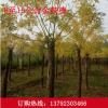 大量供應高桿黃金槐 常年批發綠化苗木金枝槐 優質速生黃金槐