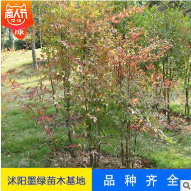 【南天竹】直銷植物小苗 可盆栽南天竺竹苗 規(guī)格齊全南天竹直銷