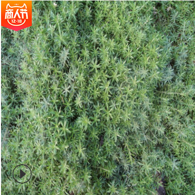 【佛甲草】綠化專用佛甲草 抗低溫佛甲草草坪種子基地直銷佛甲草