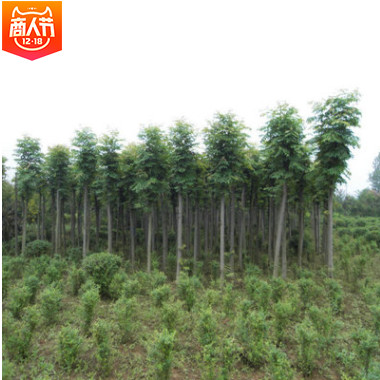 【欒樹】基地供應(yīng)欒樹 耐旱易成活欒樹 工程綠化苗木 規(guī)格齊全