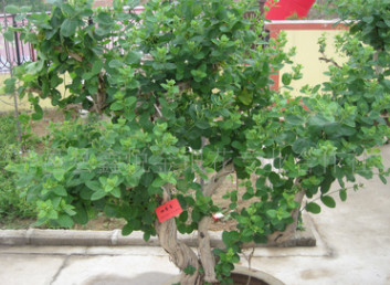 臨沂平邑提供15天不開(kāi)花的北花1號(hào)金銀花種苗