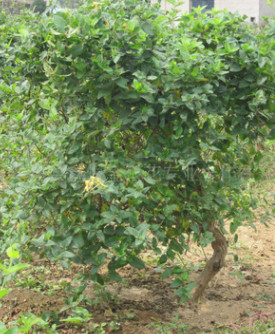 基地供應樹型金銀花樹苗