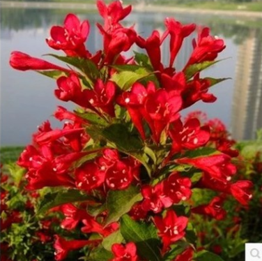 大量批發綠化苗木庭院花卉紅王子錦帶小苗 耐寒耐旱 紅王子錦帶苗