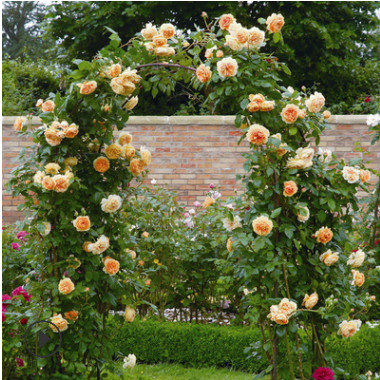 藤本月季 歐月 攀援植物庭院陽臺(tái)盆栽花卉 大花品種月季