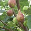 直銷無花果小苗 果樹苗木批發(fā) 優(yōu)良品種波姬紅 無花果樹苗