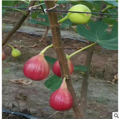 批發1公分-1.5公分-2公分無花果苗樹價格