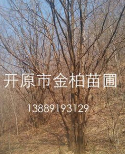 產地直供 叢生山槐 遼寧山槐價格 風景行道造園植物 東北大喬木