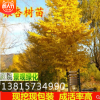占地拆遷苗 銀杏樹苗 銀杏苗 白果小苗 庭院植物行道綠化苗木批發