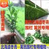冬青苗綠化苗木四季常青籬笆圍欄墻植物大葉黃楊苗北海道冬青樹苗