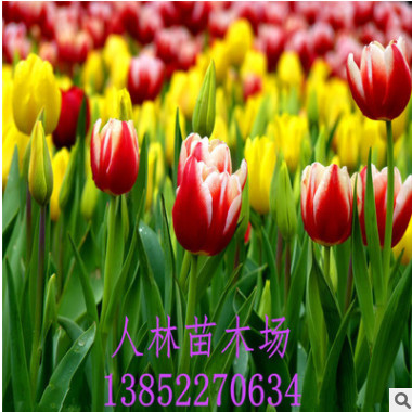 觀賞植物種球郁金香 荷蘭水培球根郁金香廠家批發(fā)盆栽花卉郁金香