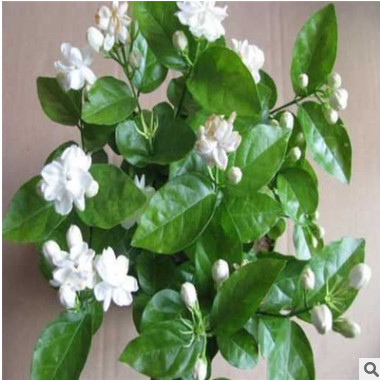 批發，盆栽茉莉花綠植 四季陸續開花 白色茉莉花苗 濃香植物