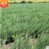 供應批發沙地柏 高20-100cm沙地柏 綠化工程基地防風固沙