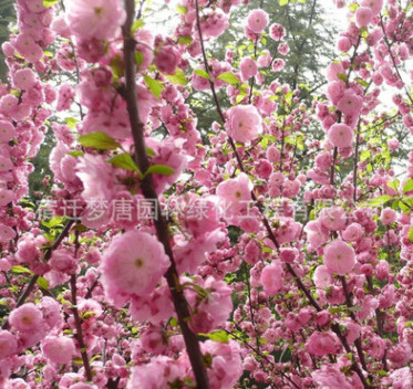 銷售庭院觀花植物 榆葉梅小苗 道路供應綠化工程苗木批發
