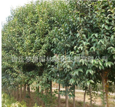 供應各種工程苗 大葉女貞高桿苗批發 綠化樹木 規格齊全