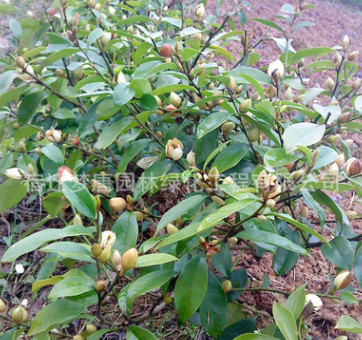 批發盆栽含笑花苗 園林綠化含笑小苗 庭院工程綠化苗木批發