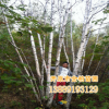 長期供應優質東北 白樺 叢生白樺5-8分枝 樹形豐滿優美 全國發貨