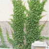 爬山虎苗 五葉地錦 爬墻高手 遮陽降溫 2年苗 藤本植物 凈化空氣