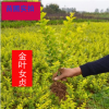 批發(fā)金葉女貞苗 綠化工程苗木 金葉女貞 風(fēng)景苗籬笆美化庭院