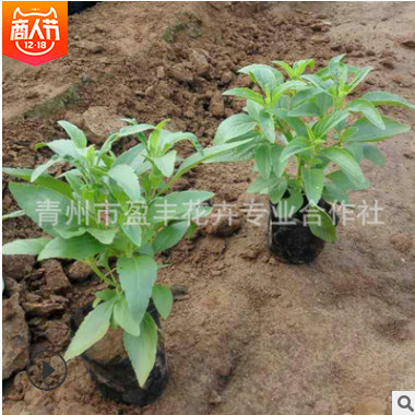 基地熱銷 優(yōu)質(zhì)草花花卉 藍花 鼠尾草 綠化苗木低價批發(fā)