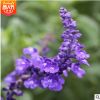 青州基地直銷 花壇薰衣草盆栽 宿根花卉薰衣草 紫色花草