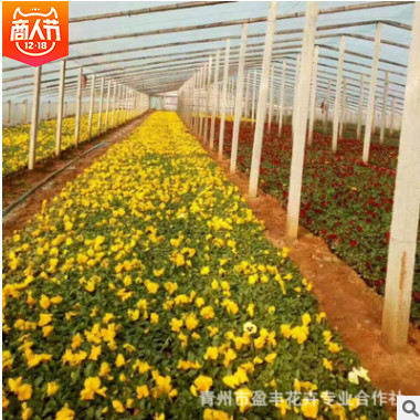 園林風景綠化景觀時令花卉草花量大從優(yōu) 宿根花卉