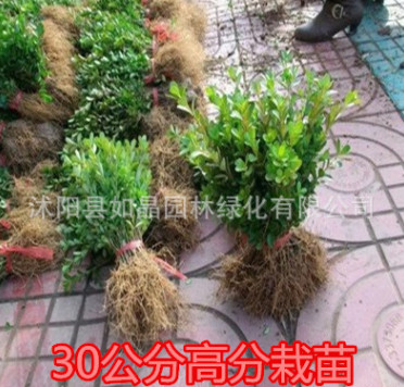 綠化苗木 瓜子黃楊 小葉黃楊行道樹 北海道黃楊苗 北海道黃楊批發