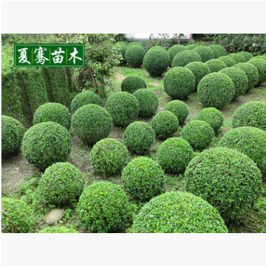 小葉女貞球樹苗園林綠化苗木樹苗庭院植物四季常青小葉苗