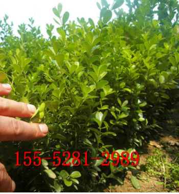 批發 4公分楊樹苗