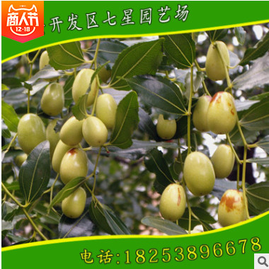 去哪找高產好成活優質金絲小棗棗樹苗 山東優質金絲小棗種植培育