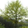 供應(yīng)楓香等多種綠化苗木